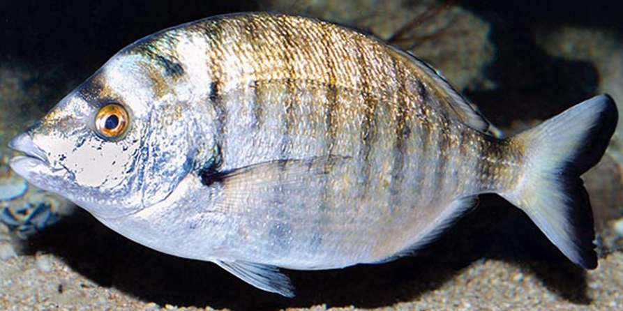 Diplodus puntazzo_07.jpg